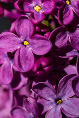 Pink lilac flowers in macro view, lilac blooms