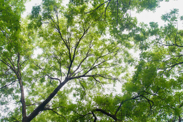 Ancient Trees on Chengxian Street, Beijing, China