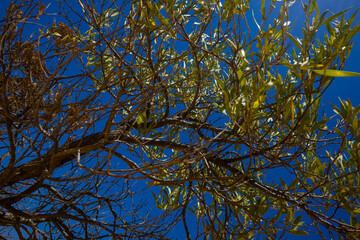 low angle shot of desert bush, western australia plants, desert plants