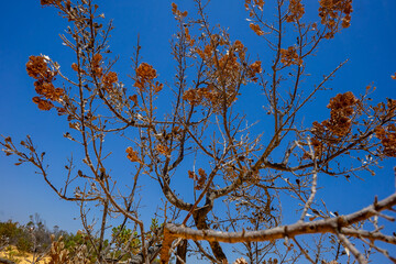 low angle shot of desert bush, western australia plants, desert plants