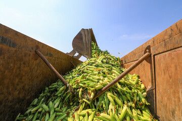 Farmers are using machinery to transport sweet corn in the fields.