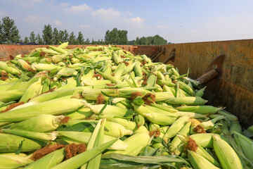 The carriage is filled with sweet corn in the fields, North China