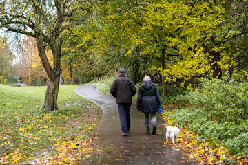Obraz premium An old couple walking their dog in a public park during autumn season