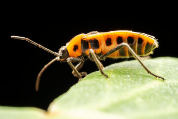 Tropidothorax elegans Distant inhabiting on the leaves of wild plants