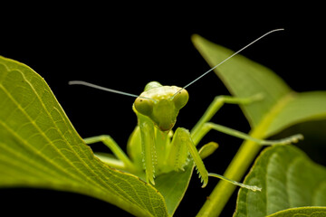 Mantis inhabits the leaves of wild plants