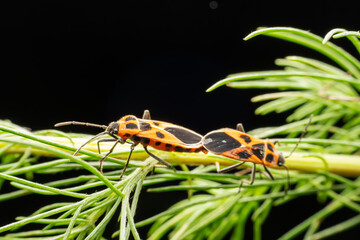 Tropidothorax elegans Distant inhabiting on the leaves of wild plants