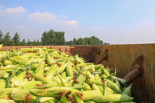 The carriage is filled with sweet corn in the fields, North China