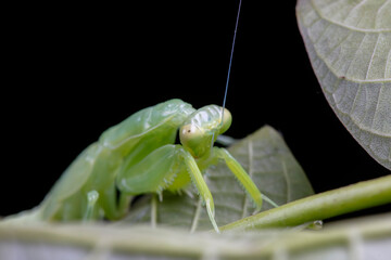 Mantis inhabits the leaves of wild plants