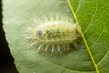 Limacodidae larva inhabits the leaves of wild plants
