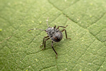 Halyomorpha halys inhabiting on the leaves of wild plants