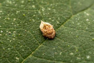 leafhopper inhabits the leaves of wild plants