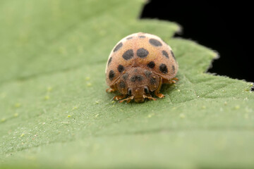 henosepilachna vigintioctomaculata Inhabiting on the leaves of wild plants