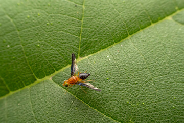 Fruit flies inhabit the leaves of wild plants