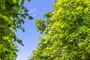 Fototapeta premium green foliage of trees against a blue sky