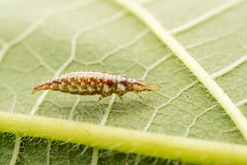 lacewing larvae inhabiting on the leaves of wild plants