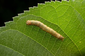 Notodontidae larvae inhabits the leaves of wild plants