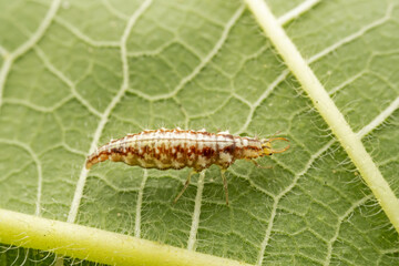 lacewing larvae inhabiting on the leaves of wild plants