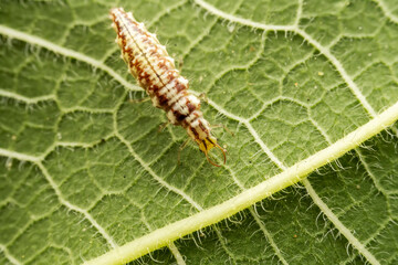 lacewing larvae inhabiting on the leaves of wild plants