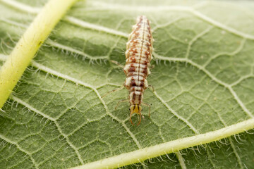 lacewing larvae inhabiting on the leaves of wild plants