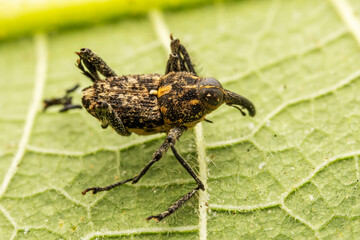 weevil inhabits the leaves of wild plants