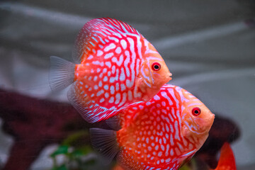 red discus fish in the aquarium