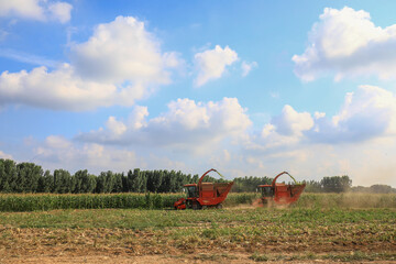 Farmers drive harvesters to harvest sweet corn in the fields.