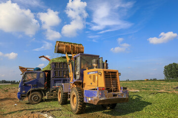 The driver is loading corn Silage in the field.