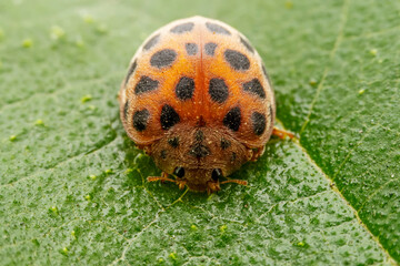 henosepilachna vigintioctomaculata Inhabiting on the leaves of wild plants