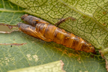 The pupal shell of insects