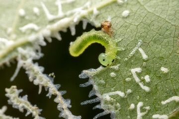 sawfly Larvae inhabits the leaves of wild plants