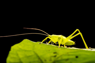 katydid inhabit the leaves of wild plants