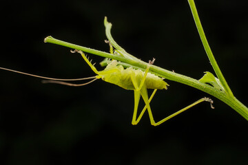 katydid inhabit the leaves of wild plants