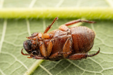 beetle inhabits the leaves of wild plants