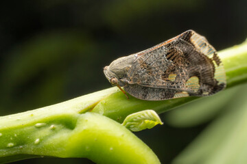 planthopper inhabiting on the leaves of wild plants