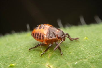 The stinkbug family insects inhabit wild plants