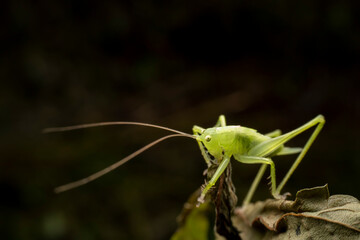 katydid inhabit the leaves of wild plants