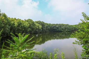 Pond Natural Scenery, North China