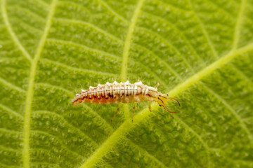 lacewing larvae inhabiting on the leaves of wild plants