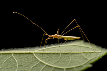 Pentatomidae insects inhabits the leaves of wild plants