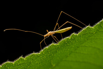 Pentatomidae insects inhabits the leaves of wild plants