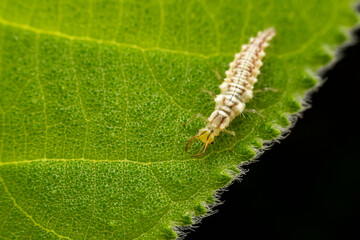 lacewing larvae inhabiting on the leaves of wild plants
