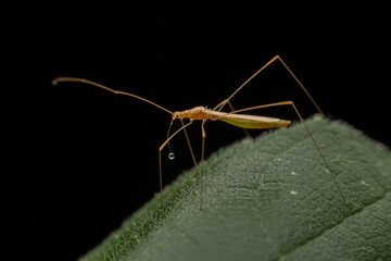 Pentatomidae insects inhabits the leaves of wild plants