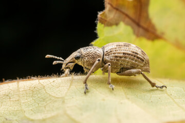 weevil inhabiting on the leaves of wild plants