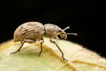 weevil inhabiting on the leaves of wild plants