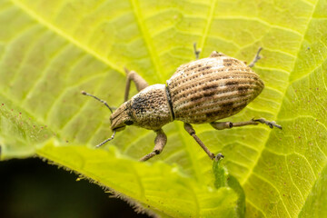 weevil inhabiting on the leaves of wild plants