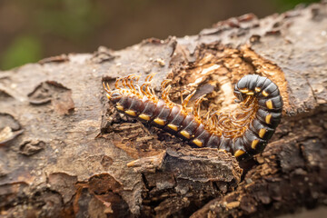 millipede inhabit the leaves of wild plants