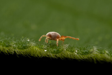 mite inhabiting on the leaves of wild plants
