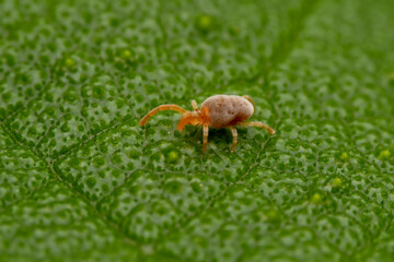 mite inhabiting on the leaves of wild plants