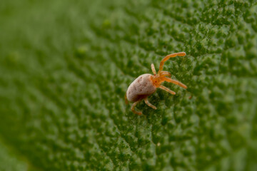 mite inhabiting on the leaves of wild plants