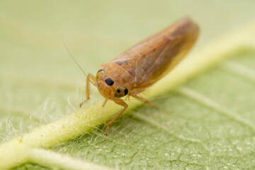 leafhopper inhabits the leaves of wild plants